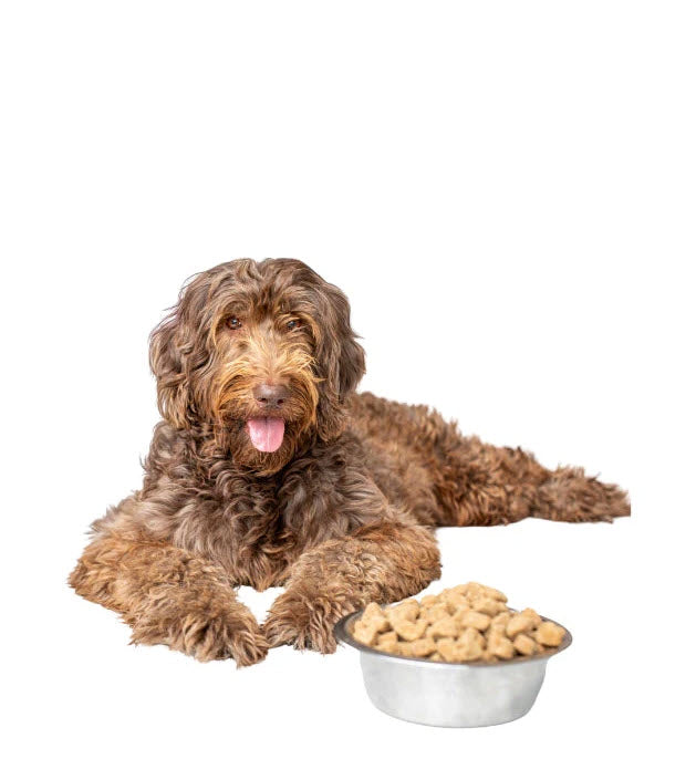 Brown dog lying next to a bowl of dog food on a white background